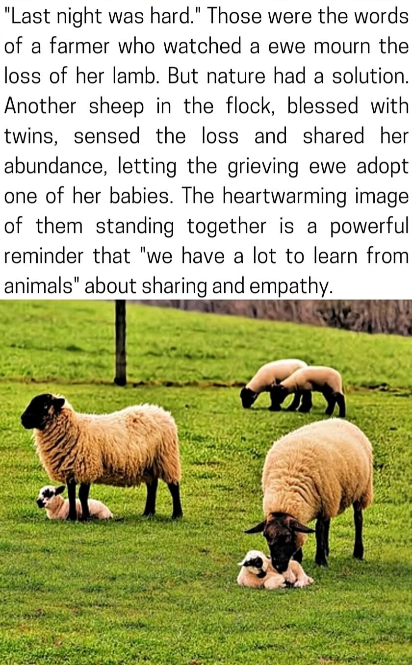 This content pairs a heartwritten farm story with a pastoral photograph of sheep and lambs. The text recounts a farmer's tale: a ewe mourning her lost lamb was given one twin lamb by another sheep in the flock, demonstrating animal empathy and sharing. The accompanying image shows a grassy pasture with several sheep: one ewe stands protectively over a small lamb, another ewe nuzzles a lamb at her feet, and two lambs graze in the background, visually illustrating the warm, compassionate scenario described in the story. The piece emphasizes that humans can learn about empathy and sharing from animal behavior.