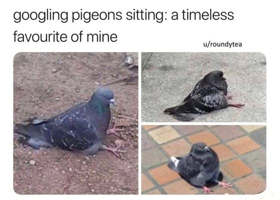 This meme is a collage of three real-life photos capturing pigeons in unusual, human-like sitting positions. The top text frames the concept as a beloved, timeless activity: searching for images of pigeons in these silly poses. Each photo shows a pigeon resting on its belly with its legs splayed out casually, mimicking how a person might sit on the ground—this unexpected, anthropomorphic behavior creates a humorous, wholesome effect. The images highlight the absurdity and charm of observing animals in uncharacteristic, relatable postures.