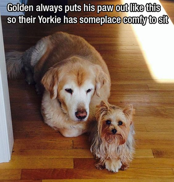 A heartwarming photograph showing a golden retriever lying on a wooden floor, gently extending its paw. Next to the golden retriever sits a small Yorkshire terrier (Yorkie), appearing to use the golden's paw as a comfy resting spot. The golden retriever has a calm, gentle expression, while the Yorkie looks content and relaxed. The text at the top of the image explains: 'Golden always puts his paw out like this so their Yorkie has someplace comfy to sit.'