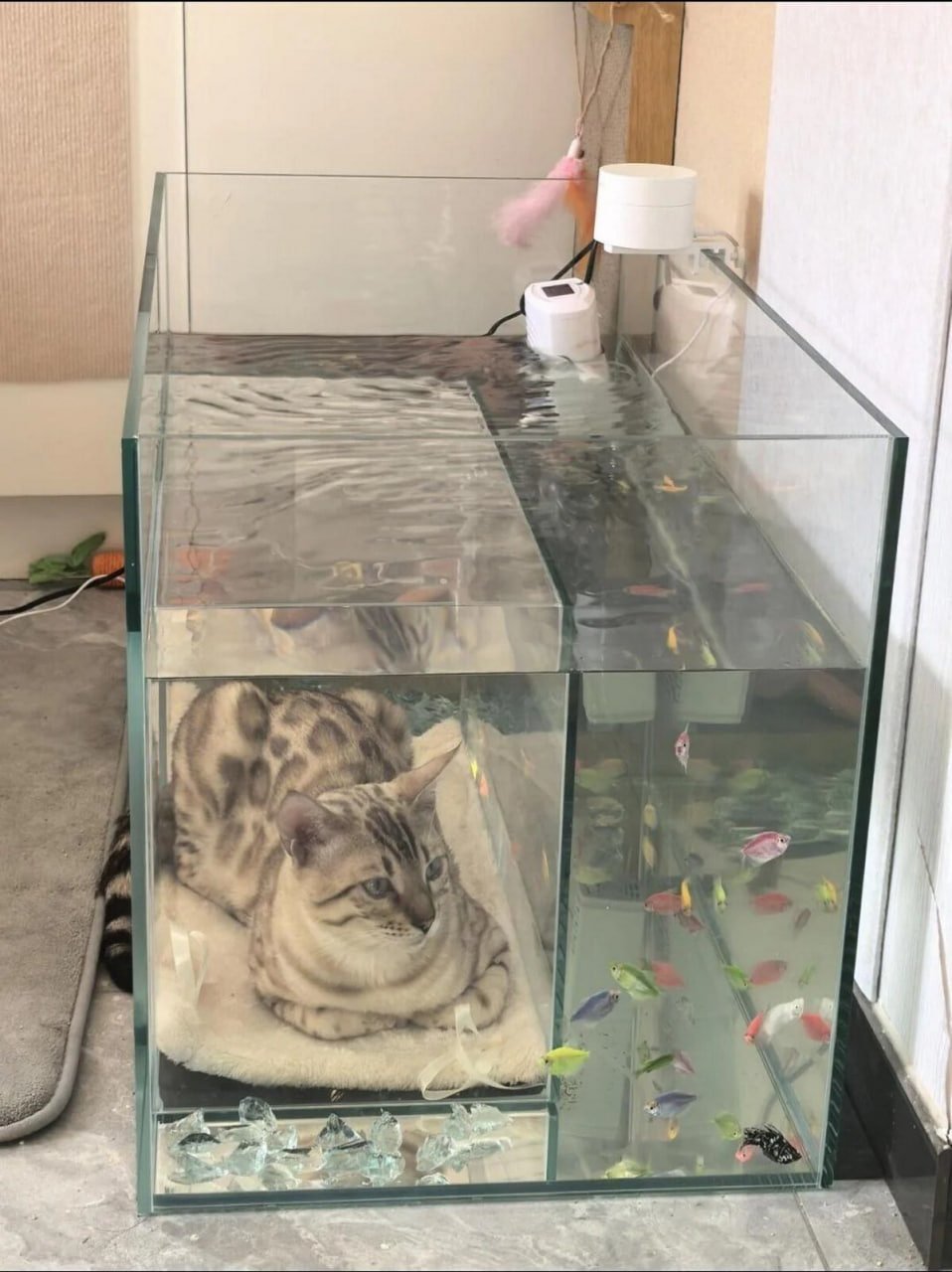The image captures a custom-designed two-compartment glass fish tank placed in a home. The upper compartment is filled with water, houses multiple small colorful ornamental fish, and has standard aquarium equipment including a filter installed. The lower compartment is a separate dry, water-free space, where a snow bengal cat is curled up comfortably on a soft white mat. The cat looks focused and calm as it watches the fish swimming directly above and beside it, able to observe the fish closely without getting wet or disturbing the tank's inhabitants. The scene is set on a grey tiled floor, with part of a grey rug visible to the left of the tank.