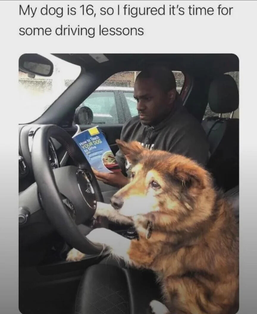 The meme features a photograph of a dog sitting in the driver's seat of a car, with its front paw placed on the steering wheel, appearing to 'drive.' A man in the passenger seat holds a book titled 'How to Teach Your Dog to Drive,' looking focused. Above the image, the text reads: 'My dog is 16, so I figured it's time for some driving lessons,' creating a humorous and wholesome scenario that playfully imagines an elderly dog learning to drive as a lighthearted joke about the dog's age.