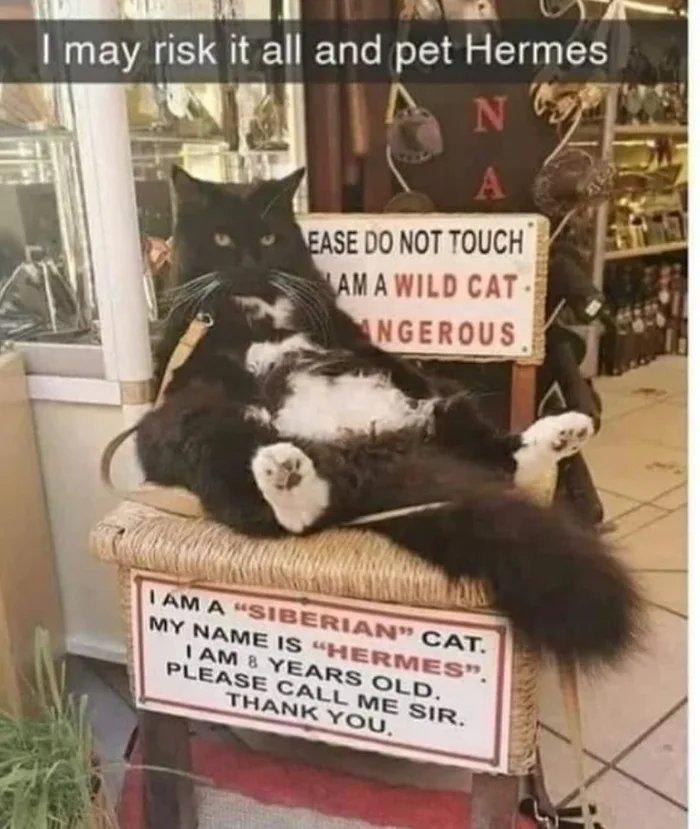 A photograph of a black and white cat named Hermes lying on its back on a woven chair, wearing a tan harness. The cat has a calm yet serious expression with slightly narrowed eyes, contrasting humorously with two signs behind it. The top sign reads 'PLEASE DO NOT TOUCH I AM A WILD CAT DANGEROUS' in bold red and black letters, while the lower sign states 'I AM A 'SIBERIAN' CAT. MY NAME IS 'HERMES'. I AM 8 YEARS OLD. PLEASE CALL ME SIR. THANK YOU.' A caption at the top of the image reads: 'I may risk it all and pet Hermes.' The background shows a store interior with shelves of merchandise, suggesting the cat is in a shop setting.