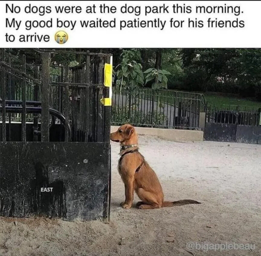 The image depicts a brown dog with a collar and harness sitting patiently beside a black metal gate labeled 'EAST' at an empty dog park. The dog is positioned on sandy ground, looking through the gate into the park area, which is enclosed by additional metal fencing. In the background, there is green foliage and trees. Above the image, a caption reads: 'No dogs were at the dog park this morning. My good boy waited patiently for his friends to arrive 😭' expressing gentle sadness at the empty park. A watermark '@bigapplebeau' is visible in the bottom right corner.