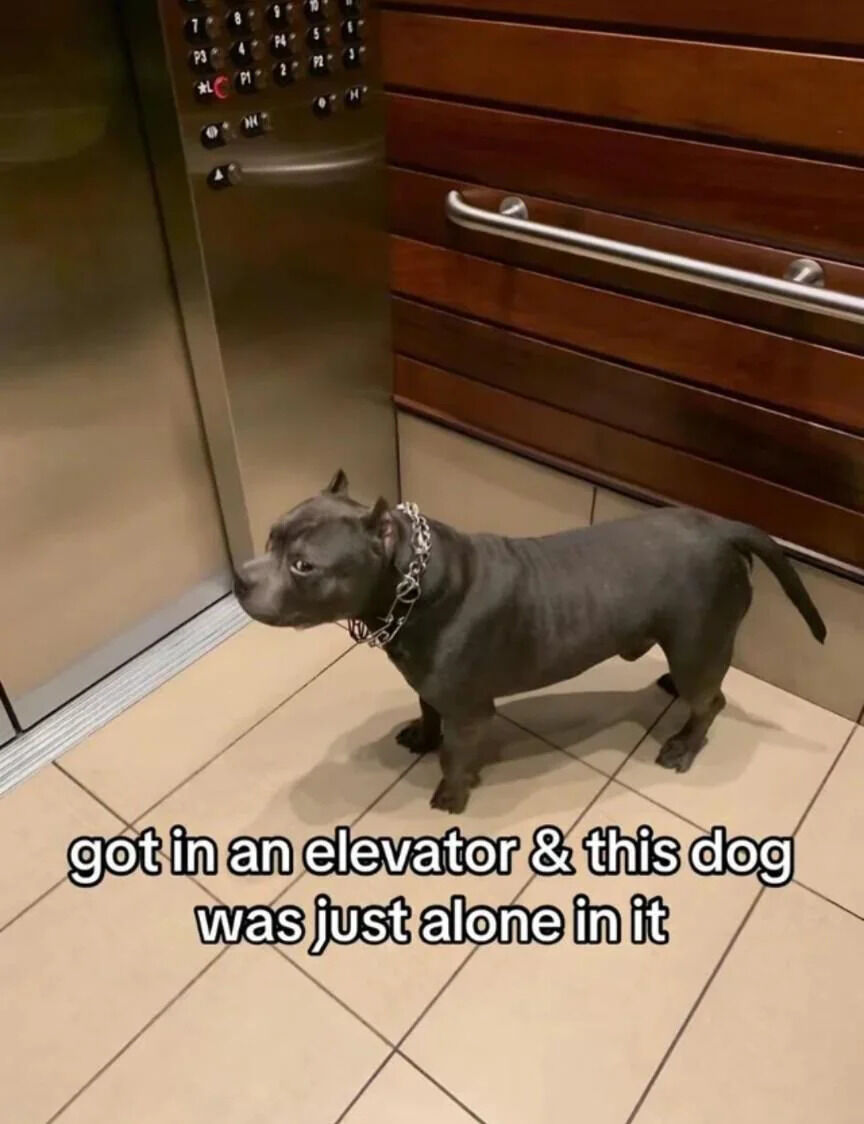 A color photograph of a black dog, likely a pit bull terrier, standing alone in an elevator. The elevator features metallic walls, a wooden panel on the right, a control panel with numbered buttons and a red emergency button on the left, and a beige tiled floor. The dog wears a silver chain collar, stands upright with its head turned left, appearing calm, alert, and slightly curious. At the bottom of the image, white text with a black outline reads: 'got in an elevator & this dog was just alone in it'. The scene is endearing, highlighting the unexpected charm of a dog独自 occupying an elevator.