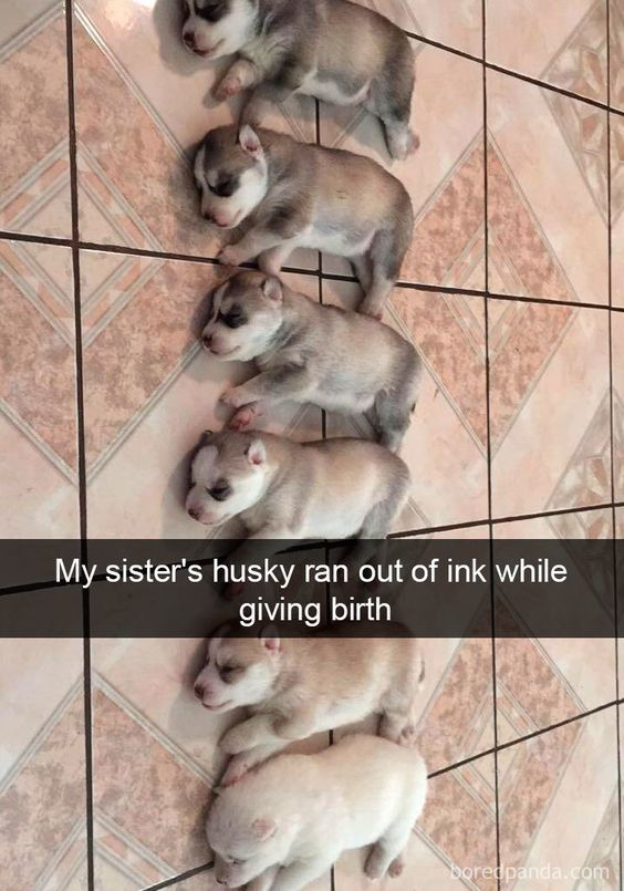 The image shows six newborn sleeping husky puppies lined up vertically on a tiled floor. Each subsequent puppy has less and less of the characteristic dark grey/black facial and coat markings common to huskies, ending with an entirely white puppy at the bottom. The on-text caption makes a pun, joking that the mother husky ran out of 'ink' (pigment) while giving birth to the litter. The image is a cute, wholesome joke about the unique gradient of coat patterns across the puppies.