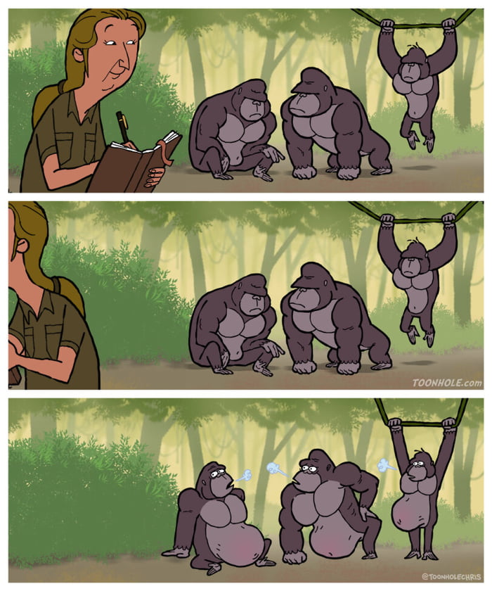 A three-panel comic strip illustrating the observer effect. In the first panel, a wildlife researcher with blonde hair wearing a green shirt is writing in a notebook while observing three serious-looking gorillas (two on the ground, one hanging from a branch). In the second panel, the researcher looks away from her notebook. In the third panel, with the researcher gone, the gorillas are revealed to be relaxed with potbellies, smoking, and appearing much less serious - showing their true behavior when not observed.