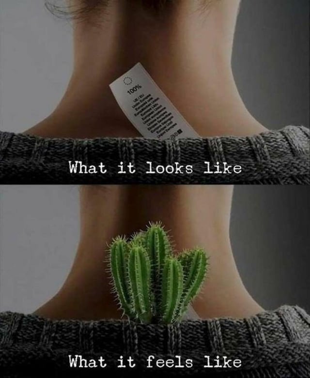 A two-panel meme comparing appearance versus sensation. The top panel shows the back of a person's neck with a small, white clothing tag (labeled '100%') peeking out from their gray sweater, accompanied by the caption 'What it looks like.' The bottom panel replaces the tag with a small green cactus with visible thorns, positioned identically on the neck, with the caption 'What it feels like.' The joke hinges on the contrast between the harmless-looking tag and the prickly, uncomfortable sensation it evokes, humorously represented by the cactus.