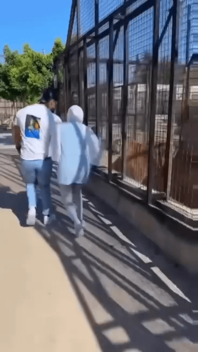 This is a photograph taken at a zoo, capturing two people walking along a paved path next to a large metal-barred wild animal enclosure on a bright sunny day. The meme plays on the concept of 'pseudo bravery': the visitors are acting confident and getting close to the large dangerous animal contained inside the cage, but their bravery is not genuine as they are fully protected by the sturdy enclosure bars that prevent the animal from reaching them, making the display of courage entirely performative.