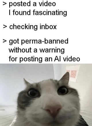 The meme combines a narrative text sequence with a reaction image. The top text describes a relatable scenario: 'posted a video I found fascinating > checking inbox > got perma-banned without a warning for posting an AI video,' highlighting the sudden and unexpected consequences of sharing AI-generated content online. Below the text is a close-up photograph of a real cat with wide, round eyes and a shocked expression, visually embodying the surprise or disbelief at the harsh moderation action. This juxtaposition creates humor by pairing a frustrating real-world issue (content moderation) with a universally recognizable 'shocked' animal reaction.