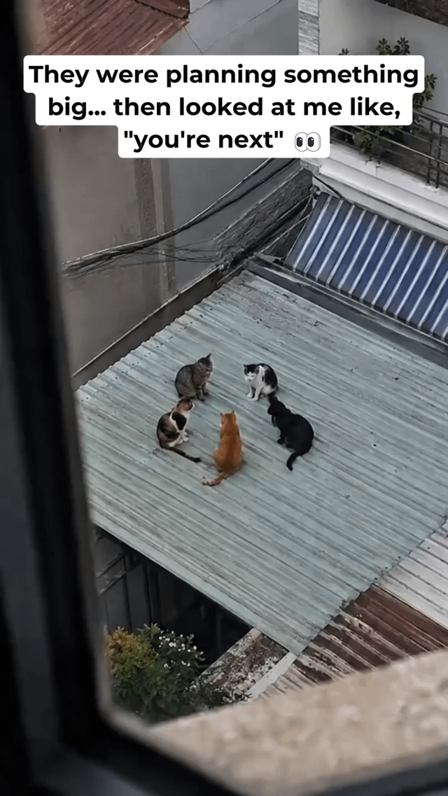 The image is a first-person shot taken from inside a building, looking down through a window at a light green corrugated metal rooftop. Five cats of different colors (grey tabby, calico, orange tabby, black and white, and solid black) are arranged in a loose circle on the roof, all staring directly up at the person taking the photo. A white text overlay at the top reads: 'They were planning something big... then looked at me like, "you're next"' paired with a wide eyes emoji. The visual joke leans into the popular internet trope that cats are secretly plotting to take over the world, framing the gathered, staring cats as conspirators caught mid-meeting who now intend to target the observer.