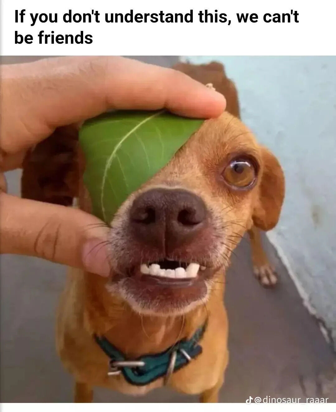 A photograph of a small brown dog with a blue collar. A human hand is holding a green leaf over the dog's left eye, covering it partially. The dog has a surprised or curious expression with its mouth slightly open, showing its teeth. At the top of the image, there is text that reads 'If you don't understand this, we can't be friends'. A TikTok watermark '@dinosaur_raaar' is present at the bottom right corner.