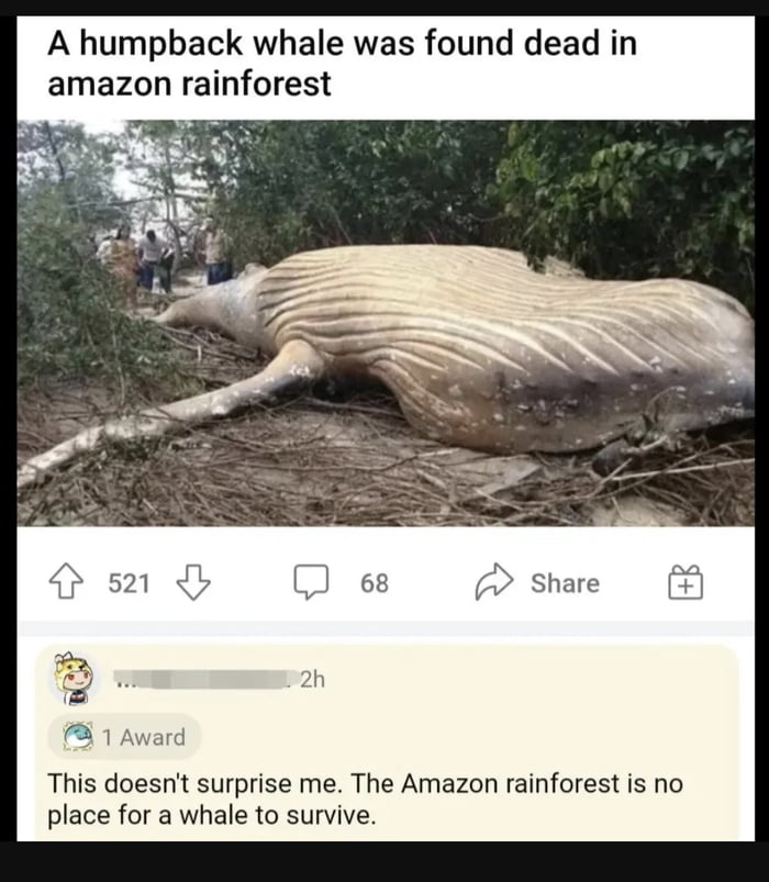 This is a screenshot of a 9Gag meme post. The top text of the post reads "A humpback whale was found dead in amazon rainforest", above a real photograph of a dead juvenile humpback whale lying on dry, brush-covered ground surrounded by Amazon rainforest foliage, with a small group of human onlookers standing nearby observing the animal. The original post title (from the source) is "I wonder what killed it", setting up the joke. Below the post interface (showing 521 upvotes, 68 comments, and share options), a top user comment reads "This doesn't surprise me. The Amazon rainforest is no place for a whale to survive." The humor comes from the comment's deliberate obtuseness: it ignores the far more baffling question of how the whale ended up in the rainforest entirely, instead giving an obvious, sarcastic answer to the original question of what killed it.