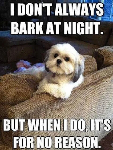 A meme featuring a small white dog with gray ears sitting calmly on a brown couch. The dog has a neutral expression, with its front paws resting on the couch's armrest. The image includes bold white text at the top reading 'I DON'T ALWAYS BARK AT NIGHT.' and additional bold white text at the bottom stating 'BUT WHEN I DO, IT'S FOR NO REASON.' The dog is positioned in a domestic living room setting with a blurred background, emphasizing its relaxed posture.
