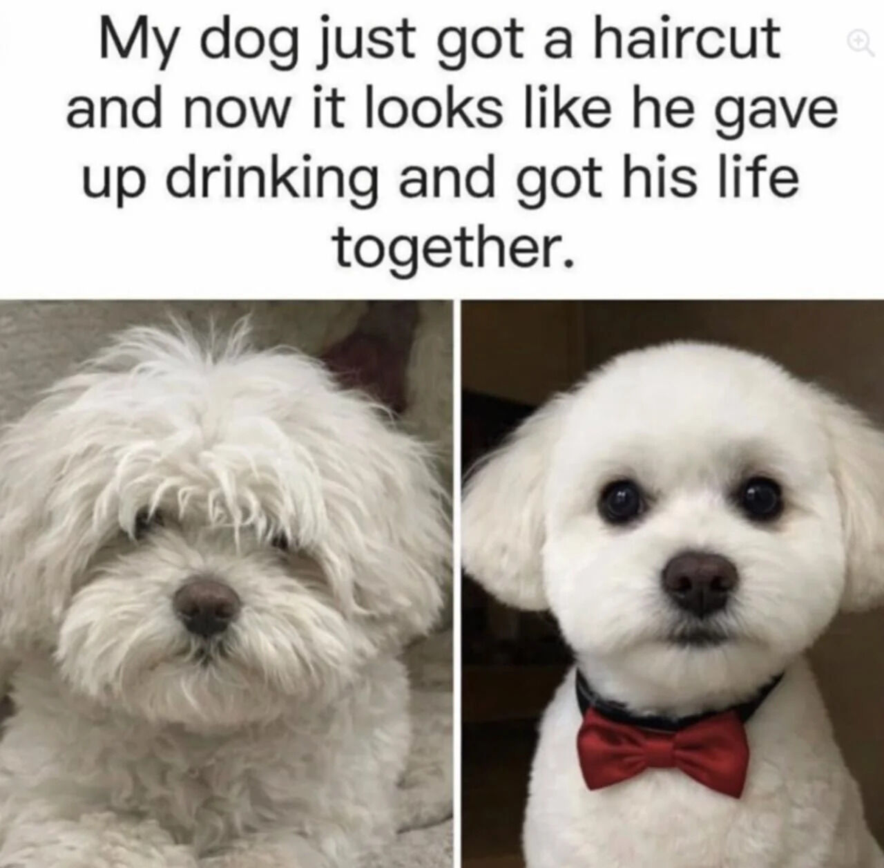 This is a two-panel before-and-after meme featuring a small white fluffy dog. The left panel shows the dog with long, shaggy, overgrown fur that partially covers its eyes, giving it a messy, unkempt look. The right panel shows the same dog after a professional haircut, with neatly trimmed fur, fully visible alert eyes, and a red bow tie on its collar, looking clean, well-kept, and put-together. The text at the top jokes that the dog's new look resembles a human who gave up drinking and turned their life around, using anthropomorphism to create a funny, wholesome joke by comparing the dog's physical transformation to a common human life improvement arc.