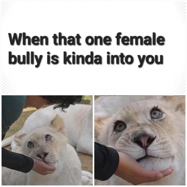 This is a two-panel relatable humor meme. The top of the meme features bold text reading 'When that one female bully is kinda into you'. The left panel shows a young white lion cub with a wary, surprised wide-eyed expression as a person holds its chin, with a larger white lion visible behind it, representing the viewer reacting to the bully's attention. The right panel is a close-up of the larger adult white lioness (the implied 'female bully') also having its chin held, displaying a surprisingly soft, docile, gentle expression instead of the expected aggressive behavior. The joke plays on the common trope of a person being confused and flattered when someone who usually acts tough or bullies them shows unexpected romantic interest and softness around them.