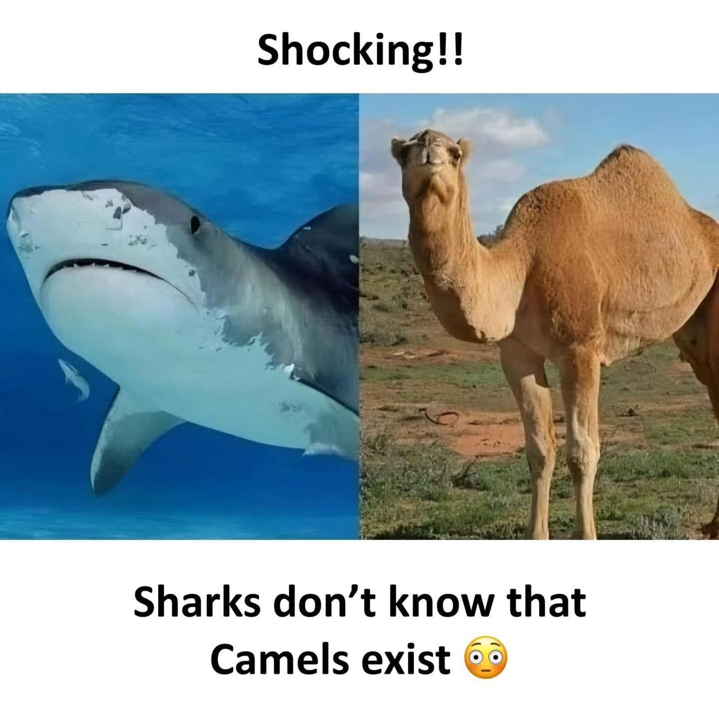 This is a lighthearted wholesome meme. At the top, the text reads "Shocking!!" followed by a side-by-side image pair: the left panel shows a great white shark swimming in blue ocean water, the right panel shows a dromedary camel standing in a dry, grassy arid landscape. Below the images, text states "Sharks don't know that Camels exist" accompanied by a wide-eyed shocked emoji. The humor comes from presenting a technically true, completely useless and trivial fact about two animals that live in entirely separate, non-overlapping habitats as a surprising, shocking revelation for comedic effect.