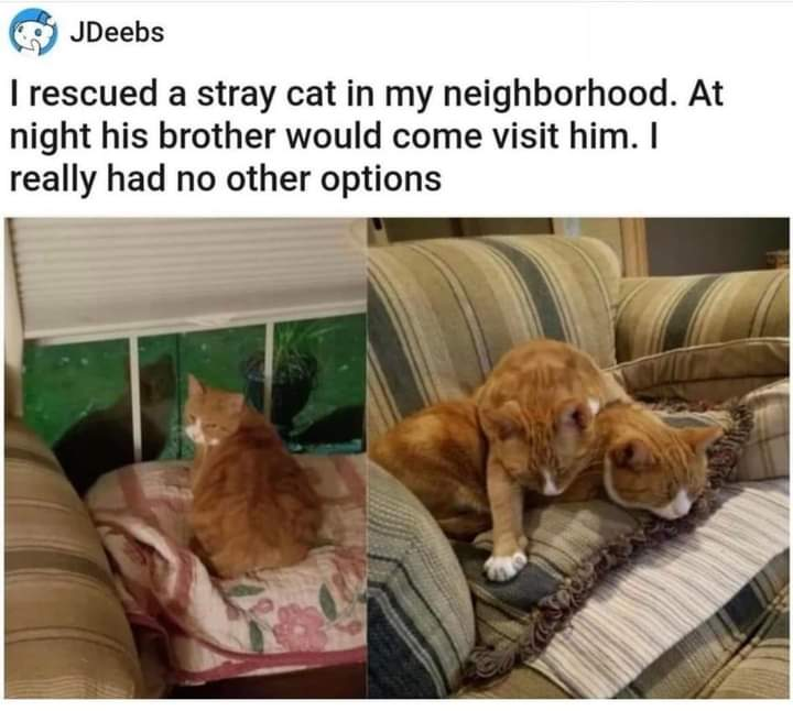 A social media post from user JDeebs on X.com (shared via WholesomeMeme) featuring two photographs. The accompanying text reads: 'I rescued a stray cat in my neighborhood. At night his brother would come visit him. I really had no other options.' The left image shows an orange cat sitting by a window with closed blinds, looking outside at night (greenish outdoor lighting visible through the window). The right image depicts two orange cats cuddling on a striped couch, one resting its head on the other, appearing cozy and content. The post humorously implies that the user adopted both cats after the brother's nightly visits.