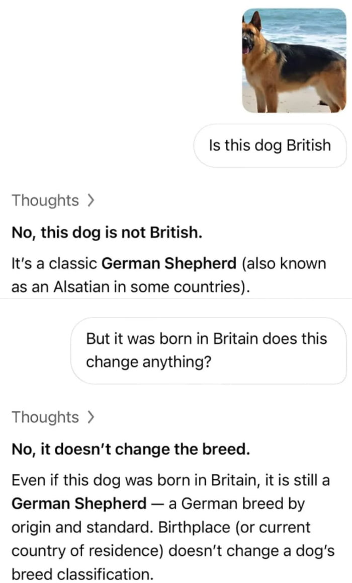 This meme features a screenshot of a chat exchange, paired with a profile picture of a happy German Shepherd standing on a sandy beach with ocean in the background. In the exchange, a user first asks if the dog is British. The responder, likely an AI marked by "Thoughts >" labels, replies that the dog is a German Shepherd, a breed originating in Germany, so it is not British. The user follows up asking if the dog being born in Britain changes this classification. The responder clarifies that birthplace or country of residence does not alter a dog's breed classification, so it remains a German Shepherd. The implied unstated punchline, referenced by the original title "Wait a minute...", highlights the common double standard when this same logic is applied to human national identity, where birthplace is often cited as the defining factor of nationality regardless of ancestral or cultural origin, contrasting the consistent classification logic used for dog breeds.