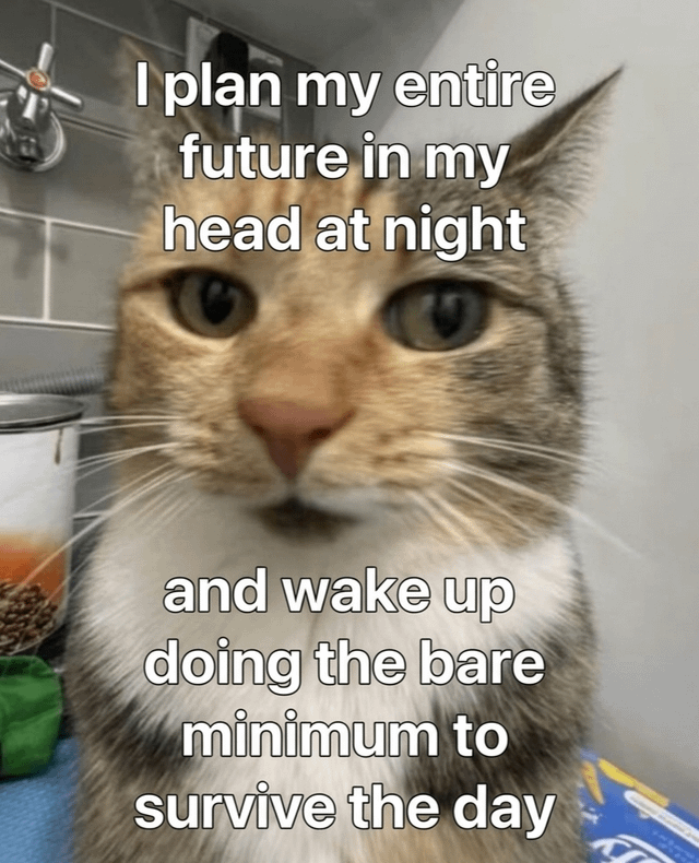 This meme features a close-up photograph of a real brown and white tabby cat staring directly at the camera with a blank, wide-eyed neutral expression. White overlaid text reads 'I plan my entire future in my head at night and wake up doing the bare minimum to survive the day', a joke that describes the extremely common experience of making elaborate life plans while resting at night, then lacking the motivation to do anything more than the absolute minimum required to get through the next day. The meme's original title is 'My potential is stayin' in bed'.