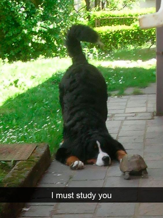 The image captures a large Bernese Mountain Dog lying fully stretched out on a sunlit paved patio, its head resting on the ground as it gazes intently at a small turtle positioned just in front of its face. The dog's tail is raised slightly, giving it an air of focused concentration. A text caption at the bottom of the image reads, 'I must study you'. The humor stems from the anthropomorphism of the dog adopting a serious, scholarly attitude towards the small reptile, creating a silly, wholesome contrast between the dog's size and its intense, academic-like focus on the turtle. The background features a lush green garden with grass, bushes, and trees, adding a calm, outdoor setting to the scene.