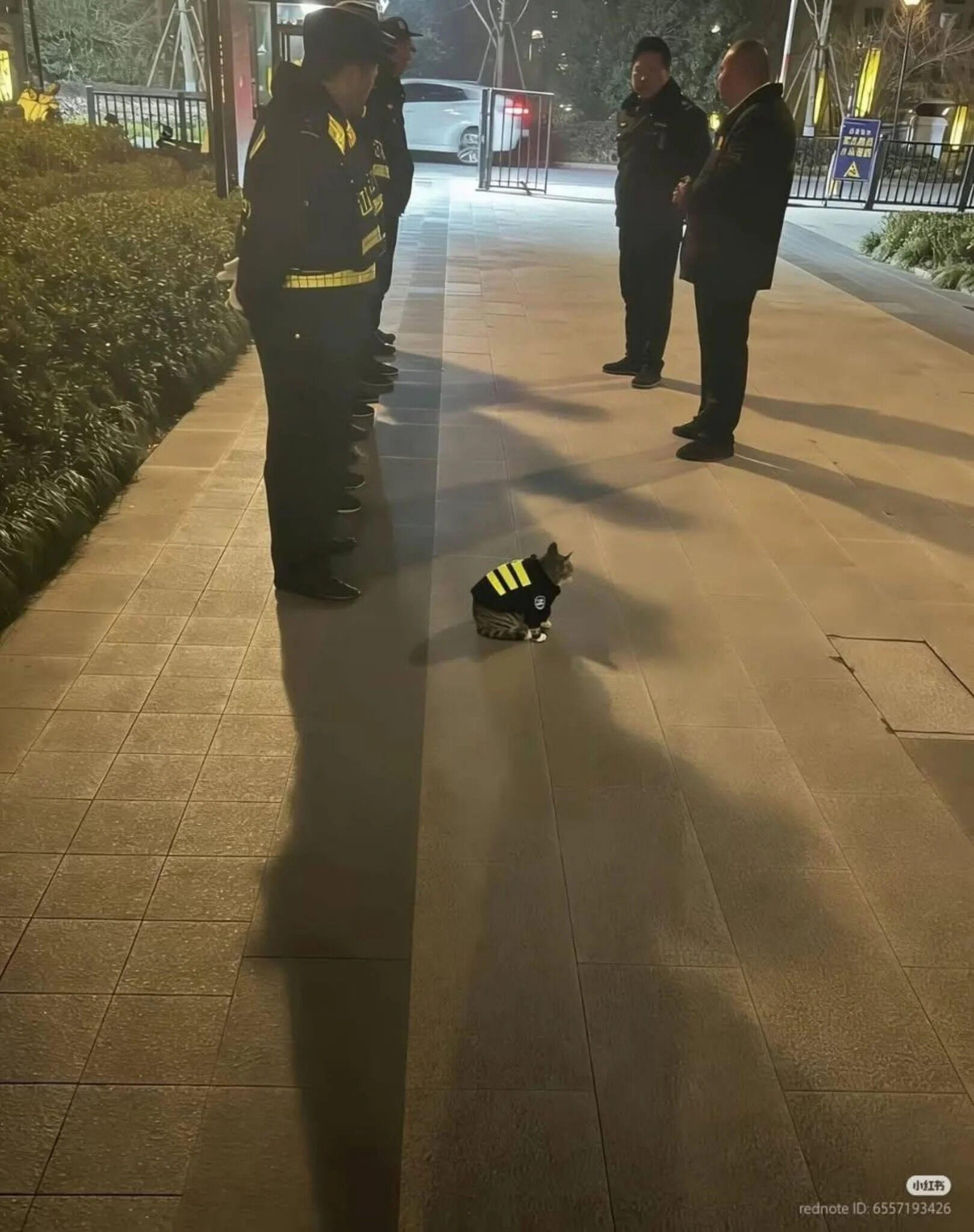 A nighttime outdoor photograph showing a small cat wearing a black vest with yellow reflective stripes (mimicking a security uniform) sitting calmly in the center of a tiled pathway. Surrounding the cat are several uniformed security guards standing in a line, facing the cat with attentive postures. The background includes a gated entrance, parked cars, and landscaping illuminated by artificial lighting, creating a warm and humorous scene where the cat appears to be playfully 'directing' the guards, aligning with the title 'You're all in the wrong line.'