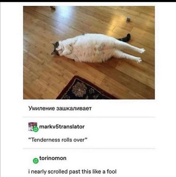 The content is split into two sections: the top is a photograph of an extremely large, fluffy white cat with dark facial markings and a dark tail, lying fully splayed on its back on a wooden floor with legs stretched out, looking completely relaxed. Below the photo is a social media comment thread: first a line of Russian text "Умиление зашкаливает" which properly translates to 'cuteness is off the charts', then a comment from user markv5translator gives a deliberately comedic, inaccurate translation of the line as "Tenderness rolls over", which humorously aligns with the visual of the cat being rolled over on its back. A final comment from user torinomon reads "i nearly scrolled past this like a fool", expressing relief at not missing the cute, wholesome content.