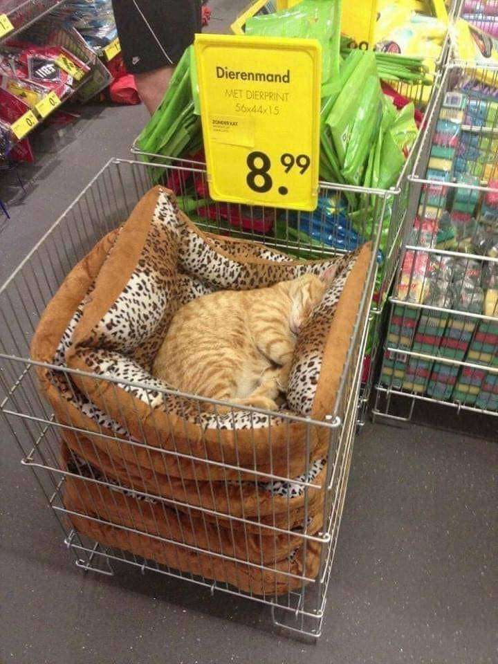 A wholesome real-life photo taken in a European pet store (evidenced by the Dutch text on the price tag). An orange tabby cat is curled up, sound asleep inside a leopard-print pet bed that's stacked in a wire display basket for sale. Above the bed, a yellow price tag reads 'Dierenmand (Pet Bed) MET DIERPRINT 56x44x15' priced at 8,99. The cat looks completely at ease, creating a cozy, funny moment that feels relatable to pet lovers, as if the cat is 'testing out' the product before it's purchased.