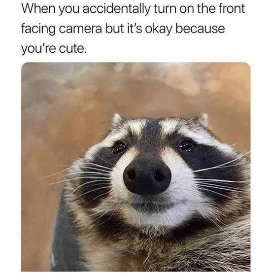 This is a single-panel wholesome meme. Text at the top of the image reads 'When you accidentally turn on the front facing camera but it's okay because you're cute.' Below the text is a close-up photograph of a raccoon looking directly at the camera with a soft, endearing, calm expression that aligns perfectly with the positive, relatable message of feeling confident when you unexpectedly open your device's front-facing camera.