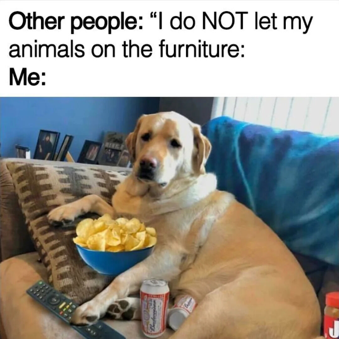 A humorous meme contrasting pet owners' attitudes toward allowing animals on furniture. The top section features text: 'Other people: "I do NOT let my animals on the furniture: Me:' followed by a photograph of a golden retriever dog lounging on a couch. The dog appears relaxed, with a blue bowl of potato chips resting on its lap, a remote control under one paw, and two cans beside it, embodying the lenient 'me' in the comparison. The background includes a blue wall with framed photos and a blue blanket draped over the couch, enhancing the cozy, homey setting.