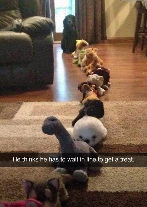 A photograph depicting a small white dog positioned at the end of a line of stuffed animals (including a dinosaur, teddy bears, and other plush toys) on a carpeted floor. The dog appears to be waiting patiently, mimicking the arrangement of the toys as if queuing. At the bottom of the image, a caption reads, 'He thinks he has to wait in line to get a treat,' humorously explaining the dog's behavior of joining the 'line' of toys to receive a treat.