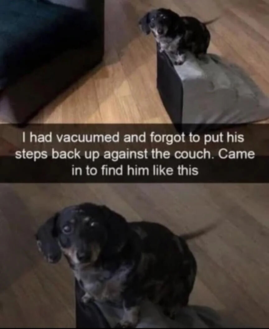 This two-panel wholesome meme features a small dachshund dog who finds himself stranded after his owner forgets to replace his access steps to the couch. The top panel shows the dog perched on the edge of a vacuum cleaner, looking small and helpless. The bottom panel is a close-up of the dog's face, which has a pleading, slightly sad expression. The accompanying text reads: *I had vacuumed and forgot to put his steps back up against the couch. Came in to find him like this*. It's a relatable, cute moment that resonates with pet owners who accommodate their small pets' needs, highlighting the dog's resourcefulness (and subsequent predicament) when his usual access is gone.