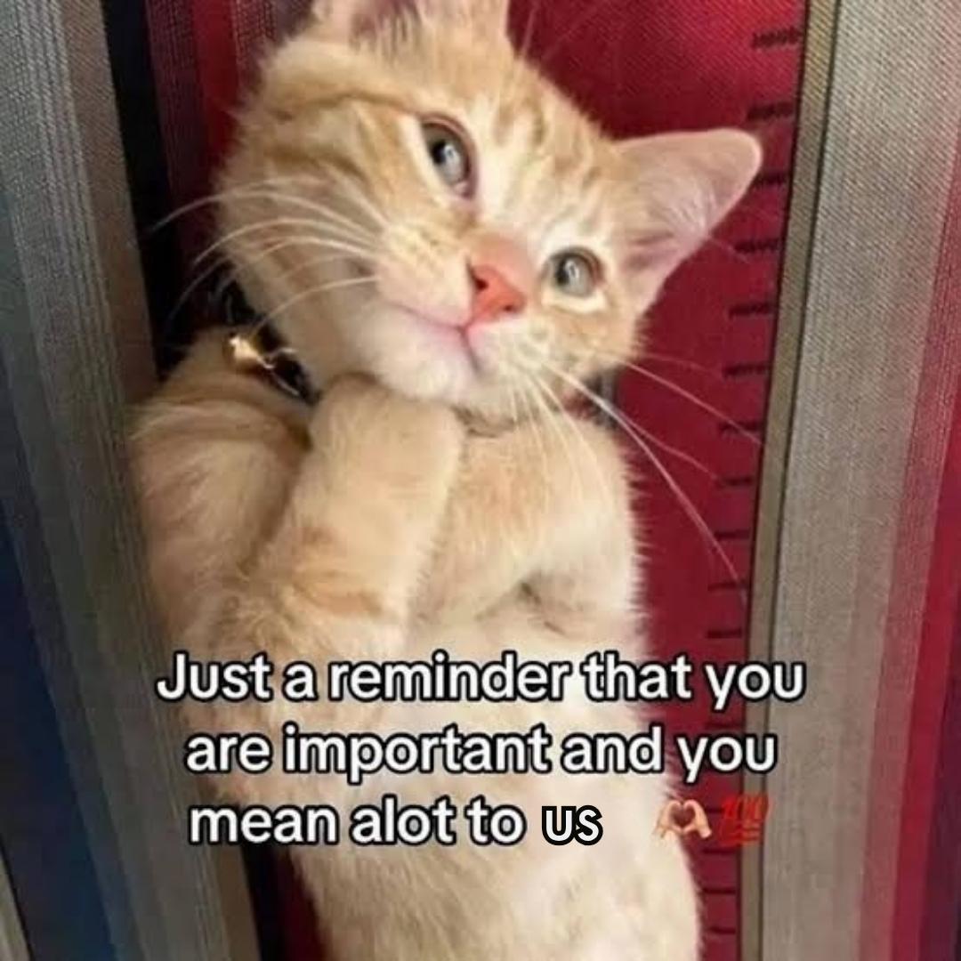 The meme features an adorable fluffy light orange ginger kitten peeking out from behind a textured fabric surface, likely a red mesh laundry bag or curtain with printed measurement lines. The kitten wears a black collar with a small gold bell, holds one paw near its chin, and looks up at the viewer with a soft, warm, affectionate expression. Overlaid in bold white text with a black outline across the lower half of the image is the positive, encouraging message: 'Just a reminder that you are important and you mean alot to us'. The overall vibe is warm, comforting, and intended to uplift the viewer.