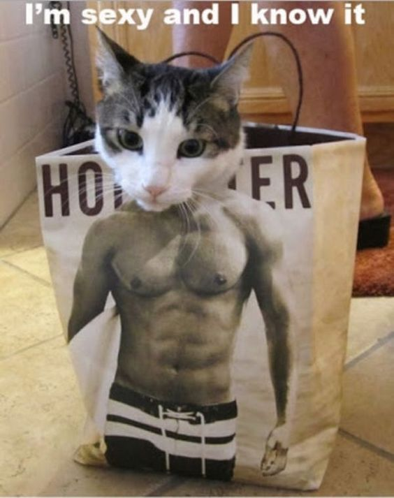 This is a funny forced perspective optical illusion photo. A real domestic cat's head aligns perfectly with a print of a shirtless muscular man's torso on the front of a shopping bag, creating the silly illusion that the cat has a muscular human body. The text at the top of the image reads 'I'm sexy and I know it', leaning into the joke. Partial text 'HO' and 'ER' is visible on the shopping bag next to the printed torso.