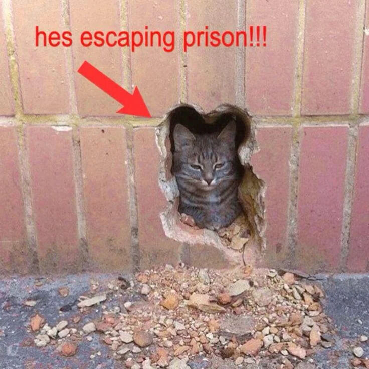 A humorous meme featuring a real tabby cat peeking through a small, irregularly shaped hole in a red brick wall. Above the hole, bold red text reads 'hes escaping prison!!!' with a red arrow pointing downward to the cat. The cat has a calm, almost indifferent expression, creating a comedic contrast between the dramatic 'prison escape' narrative and the animal's relaxed demeanor. Debris from the wall (small stones and brick fragments) is scattered on the ground below the hole, emphasizing the hole's recent formation.