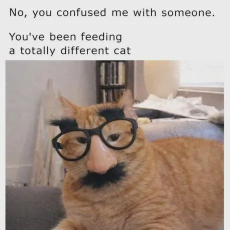 This meme features a photograph of a real orange tabby cat wearing a novelty fake human face disguise: large round black glasses, thick fake black eyebrows, a plastic fake nose, and a black fake mustache. Above the image, text reads "No, you confused me with someone. You've been feeding a totally different cat". The joke plays on the common behavior of stray or neighborhood cats tricking people into giving them extra food by pretending to be a different cat, creating a funny, wholesome scenario where the cat is pretending the human has mistaken its identity to get more meals.