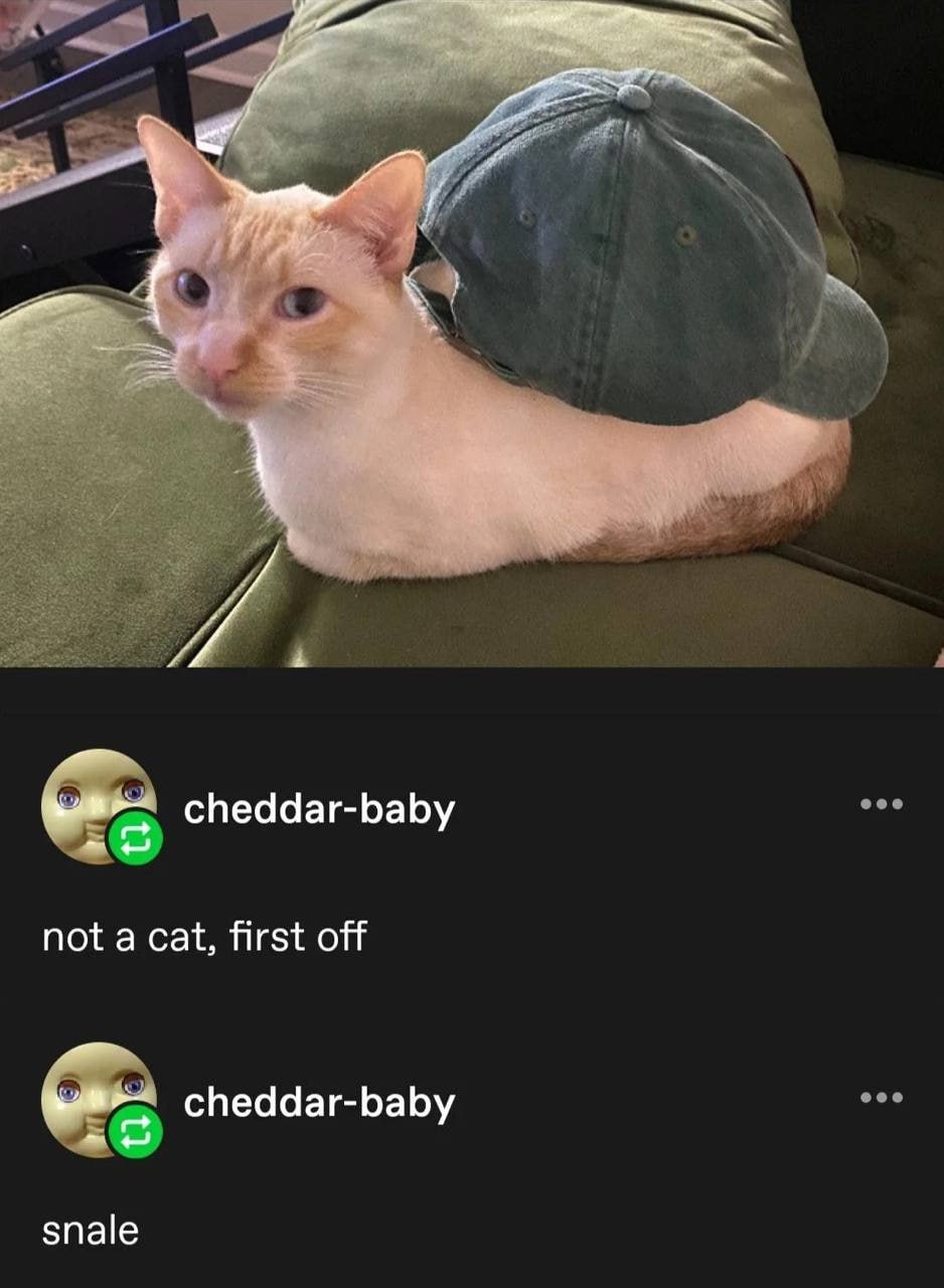 This image is a screenshot of a viral social media post featuring a popular optical illusion. A pale cream-colored domestic cat is curled up sitting on a green couch, with a faded blue-green baseball cap placed behind the cat's body on the couch. The positioning creates a funny optical illusion where the combination of the cat's rounded body and the cap forms a snail-like shape, looking like a strange creature rather than just a cat. The original poster jokes about the illusion, saying it is 'not a cat, first off' and names the creature 'snale', a deliberate misspelling of 'snail' to match the illusion.