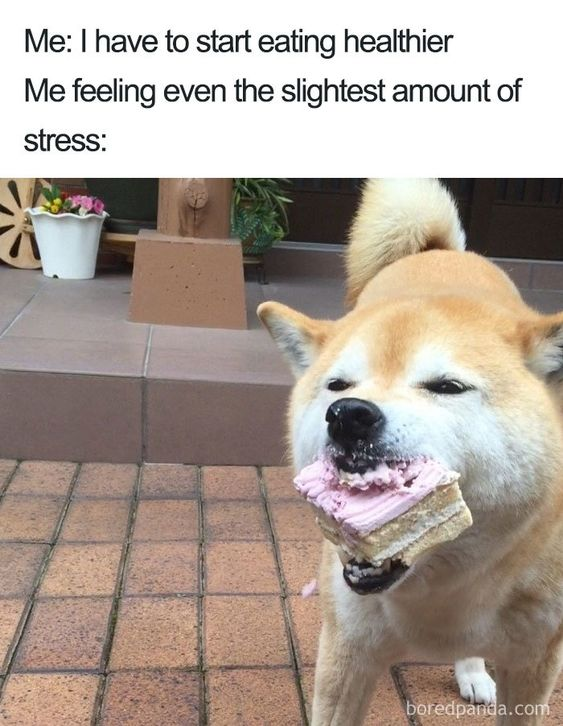 This is a relatable single-image meme. The top section contains text that first reads 'Me: I have to start eating healthier', followed by 'Me feeling even the slightest amount of stress:'. Below the text, a photograph of a fluffy tan and white Shiba Inu dog is shown: the dog is standing on an outdoor tiled patio, holding a large slice of cake with pink frosting in its mouth, with a smug, satisfied expression on its face. The joke conveys the relatable experience of abandoning well-intentioned healthy eating goals immediately when experiencing even minor stress, choosing to indulge in comfort food instead.