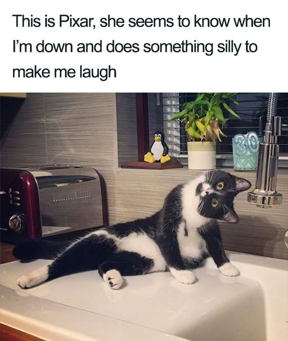 The image features a black and white cat named Pixar lying in a kitchen sink. Pixar's body is twisted with her hind legs stretched out to the left and her front paws resting on the sink edge, while she looks upwards with wide, curious eyes. The background includes a red toaster on the counter, a small penguin figurine on a shelf, a potted plant, and a blue patterned cup near the faucet. Above the image, there is a caption that reads: 'This is Pixar, she seems to know when I'm down and does something silly to make me laugh.'