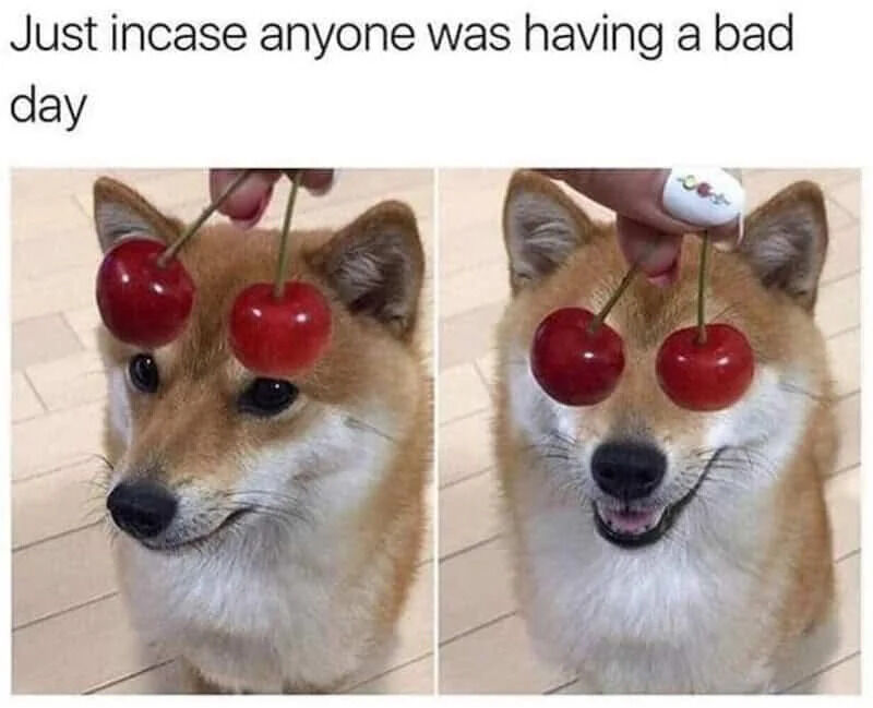 This is a two-panel wholesome meme designed to lift people's spirits. The top text reads *Just incase anyone was having a bad day* (with a typo: "incase" instead of "in case"). In the first panel, a real Shiba Inu sits upright, with a human hand holding two cherries just above its eyes, creating a silly "cherry eye" effect; the dog has a soft, amused smile. In the second panel, the cherries are moved to fully cover the dog's eyes, and the dog responds with a wide, joyful grin, as if it's happily playing along with the silly game. The meme uses the dog's cute, expressive reactions to spread warmth and positivity.