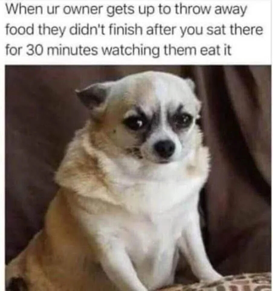 A meme featuring a small Chihuahua dog with a light tan and white coat, sitting against a brown background. The dog has a distinctively judgmental expression with furrowed brows and intense eyes. Above the image, there is a caption in English text that reads: 'When ur owner gets up to throw away food they didn't finish after you sat there for 30 minutes watching them eat it'. The meme humorously captures the dog's apparent disapproval of its owner discarding leftover food after the dog had been watching the meal intently.