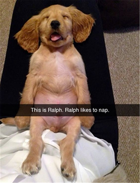 The image features a golden retriever puppy named Ralph, lying flat on his back with his front and hind legs stretched out, eyes closed, and mouth slightly agape, appearing completely relaxed and deeply asleep. A dark semi-transparent text overlay at the bottom of the image reads: 'This is Ralph. Ralph likes to nap.' The visual humor comes from Ralph's human-like napping posture, which makes him look just like a person taking a lazy, comfortable nap. This relatable and endearing image taps into the universal love for cute pets and the shared experience of enjoying a good nap, making it both funny and wholesome to viewers.