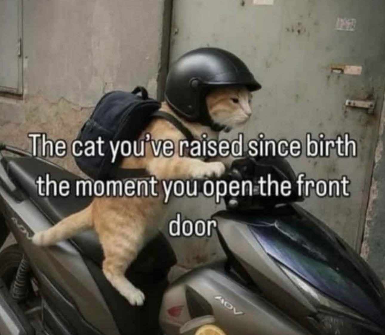 This meme features an orange tabby cat outfitted with a small black motorcycle helmet and dark fabric backpack, standing on the seat of a grey motor scooter with its front paws on the handlebars as if it is prepared to drive away. Overlaid white text with a black outline reads 'The cat you've raised since birth the moment you open the front door', making a humorous, relatable joke about how indoor cats are immediately eager to run outside and explore as soon as a door is opened, personifying the cat as being fully ready for an adventure the second it gets the chance.