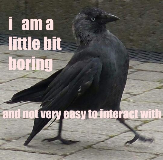 The meme displays a photograph of a jackdaw, a small species of crow, mid-stride walking across paved stone ground while turning its head to look toward the viewer. Light pink sans-serif text overlays the image: text on the upper left reads "i am a little bit boring", and text along the bottom reads "and not very easy to interact with". The joke frames the slightly awkward, unapproachable look of the walking bird as a relatable stand-in for people who feel they are uninteresting or struggle with social connections.