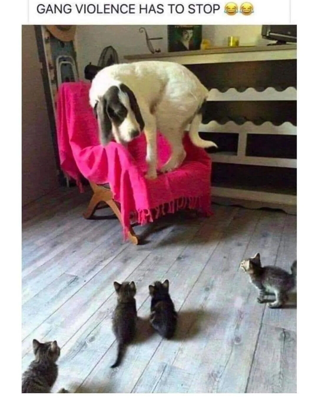 This meme features a domestic indoor scene: a large white dog with gray patches on its face stands nervously on a wooden chair draped in a bright pink fringed blanket, looking down apprehensively at four small kittens gathered on the light gray wooden floor below. All four kittens are looking up at the dog, appearing to corner it. The text at the top of the image reads "GANG VIOLENCE HAS TO STOP" followed by two laughing face emojis, creating a humorous joke via exaggerated hyperbole: the tiny, harmless kittens are framed as a threatening gang intimidating the far larger dog, playing on the absurdity of the mismatch in size and perceived threat level.