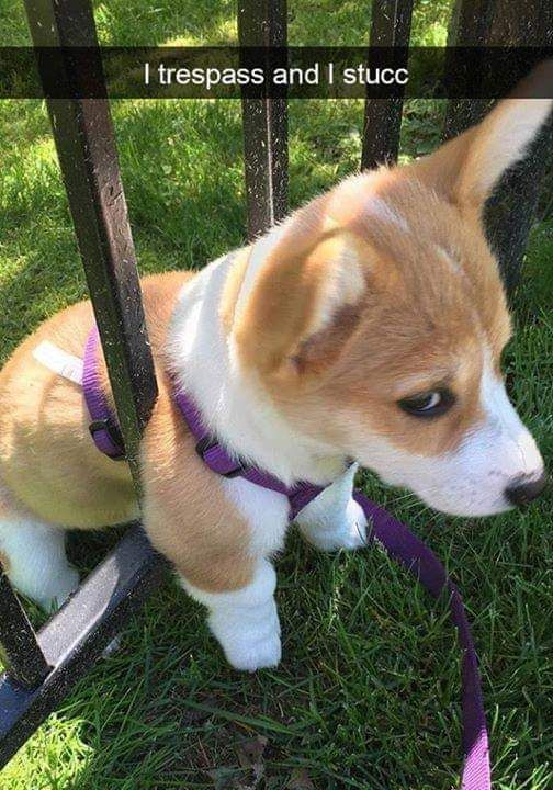 This meme features an adorable young corgi puppy wedged tightly between the vertical bars of a dark metal fence on a sunlit grassy lawn. The puppy’s body is split: its hind legs and lower torso are on one side of the fence, while its front legs, chest, and head are on the other. It has a slightly sheepish, resigned expression, looking off to the side. Overlaid at the top of the image is a white text caption on a black bar that reads "I trespass and I stucc" — a playful pun where "stucc" is a deliberate misspelling of "stuck", rhyming with "trespass" to create a silly, lighthearted joke that matches the puppy’s predicament. The humor comes from the relatable, minor mishap of a curious pet getting into trouble, paired with the phonetically clever caption that anthropomorphizes the puppy’s experience.