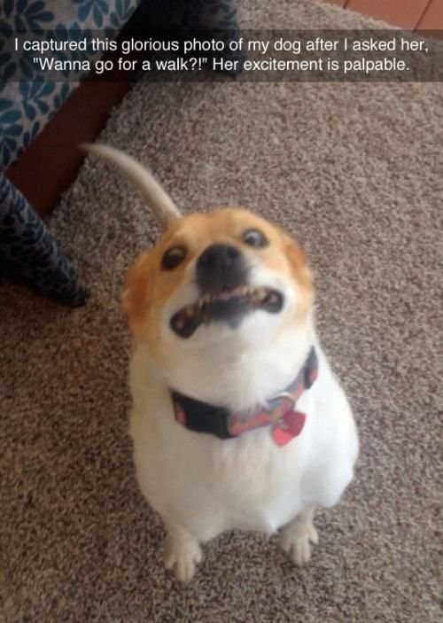 This is a funny wholesome photo of a real pet dog showing extreme excitement after her owner asks her if she wants to go for a walk. The dog has wide bulging eyes, a strained open mouth that looks like an excited grin, with her tail raised high as she looks up at her owner, eagerly anticipating the walk. The image has overlaid text at the top explaining the context of the photo, taken by the dog's owner. The dog is standing on a residential indoor carpet next to a couch.