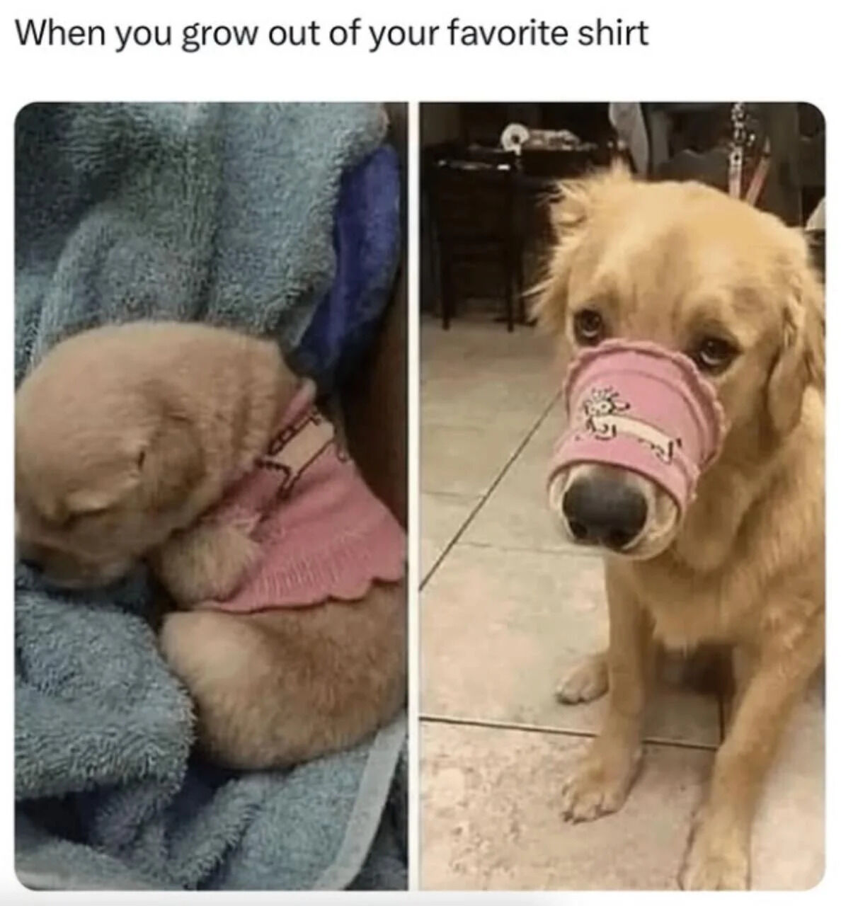 A two-panel meme showing a golden retriever puppy wearing a pink sweater that fits perfectly (left panel), and the same dog as an adult with the same sweater now only fitting over its snout (right panel). The text at the top reads 'When you grow out of your favorite shirt,' creating a humorous comparison between humans growing out of clothes and the dog growing out of its sweater.