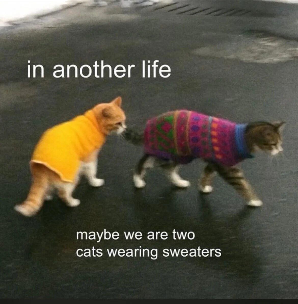 The image shows two cats walking away from the camera on a dark surface, both wearing colorful sweaters. The orange cat on the left is wearing a solid yellow sweater, while the tabby cat on the right is wearing a vibrant, patterned sweater with purple, pink, green, and blue colors. Overlaid text appears at the top and bottom of the image: 'in another life' at the top and 'maybe we are two cats wearing sweaters' at the bottom. The cats appear to be walking in the same direction, with the orange cat slightly behind the tabby cat. The overall tone is whimsical and wholesome, suggesting a playful imagining of an alternate existence as cats in cozy clothing.