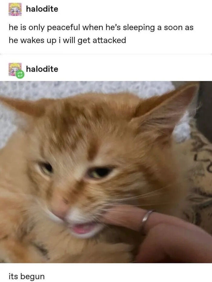 A meme composed of two tweets from user 'halodite' on X.com. The first tweet sets up the scenario: 'he is only peaceful when he's sleeping a soon as he wakes up i will get attacked'. The second tweet includes a photo of an orange cat with half-closed, calm yet slightly mischievous eyes, being petted by a hand wearing a silver ring. Below the image, the text 'its begun' humorously indicates the cat has woken up and started the predicted 'attack', capturing the relatable playful aggression of pets upon waking.