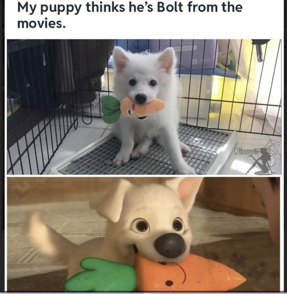 This is a two-panel collage meme. The top panel features a real fluffy white puppy sitting on a grated pet potty inside a metal crate, holding an orange carrot-shaped toy with a green leafy top in its mouth, and gazing directly at the camera with a curious, neutral expression. The bottom panel is a screenshot from Disney's 2008 animated film *Bolt*, showing the titular animated white dog Bolt holding an identical-looking carrot toy in his mouth, in an almost exact matching pose to the real puppy. The top text overlay reads 'My puppy thinks he's Bolt from the movies.' The meme's humor comes from the uncanny visual parallel between the real pet and the animated character, framing the puppy as intentionally emulating the movie dog, creating a wholesome, lighthearted, and cute joke that resonates with both pet lovers and fans of the *Bolt* film.